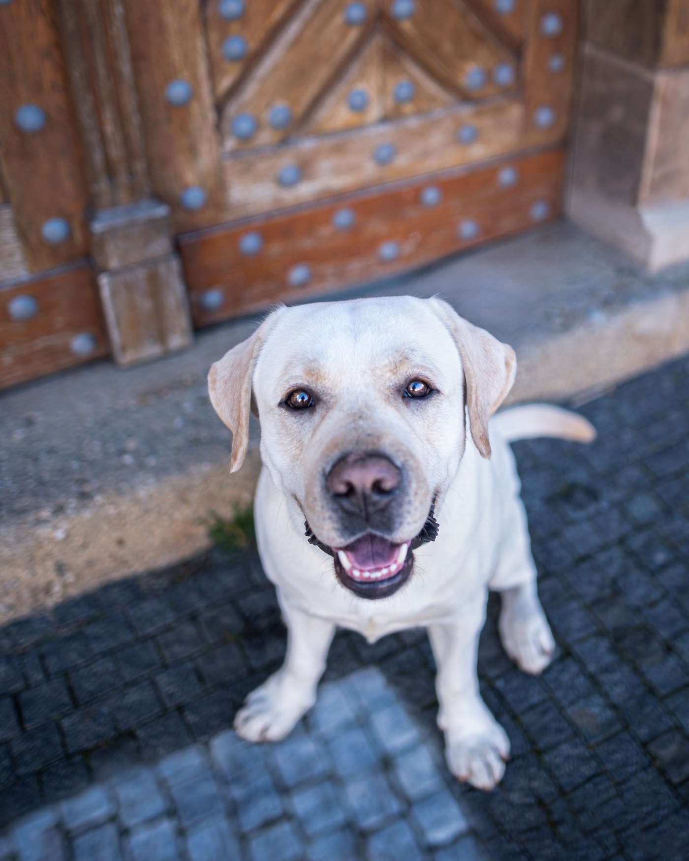 Dog cared for by DOGSITTING.CZ