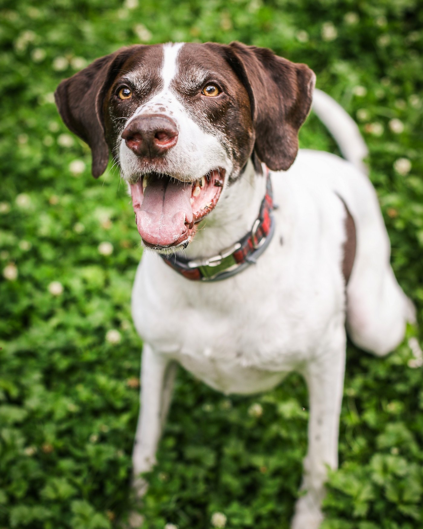 Dog cared for by DOGSITTING.CZ
