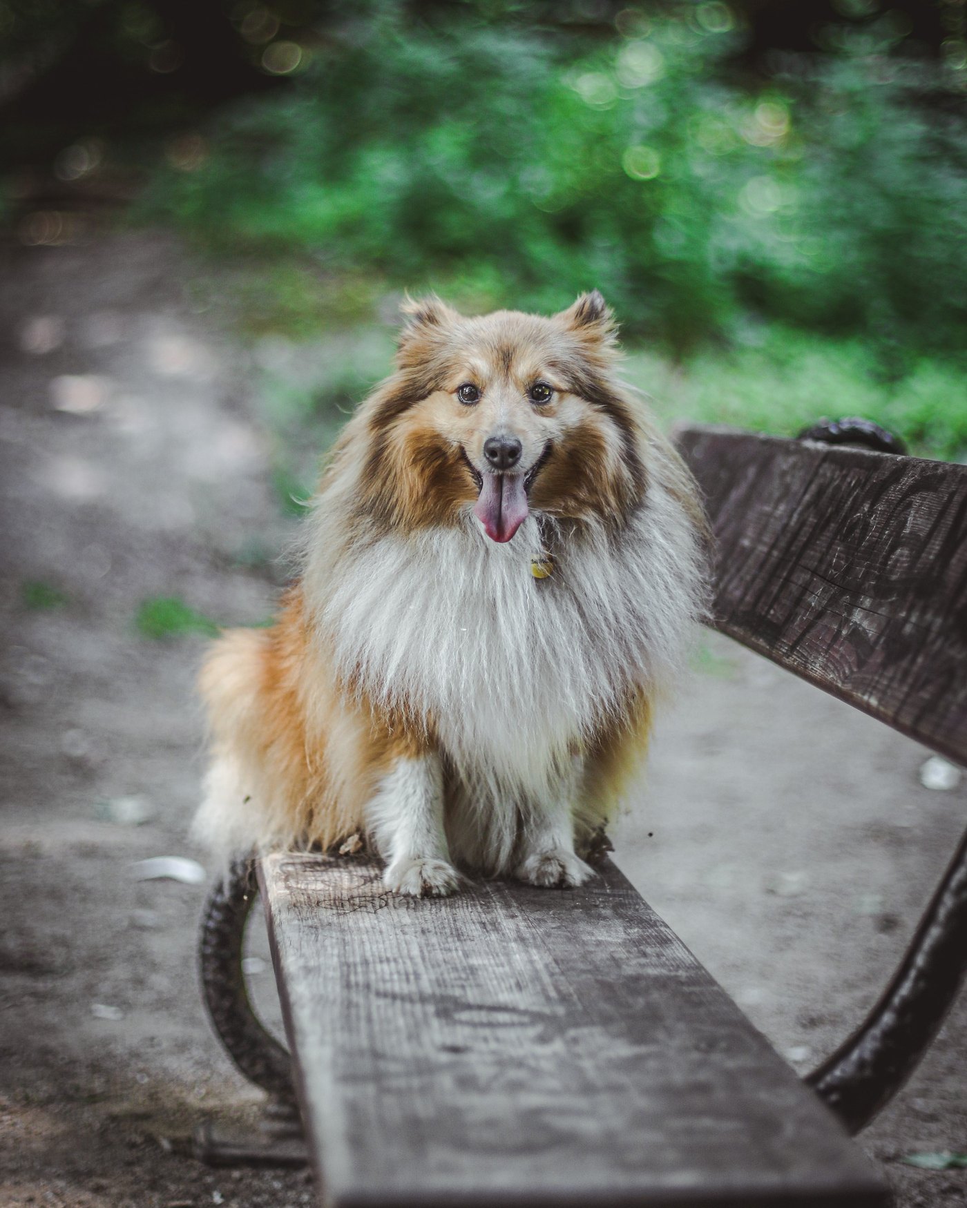 Dog cared for by DOGSITTING.CZ