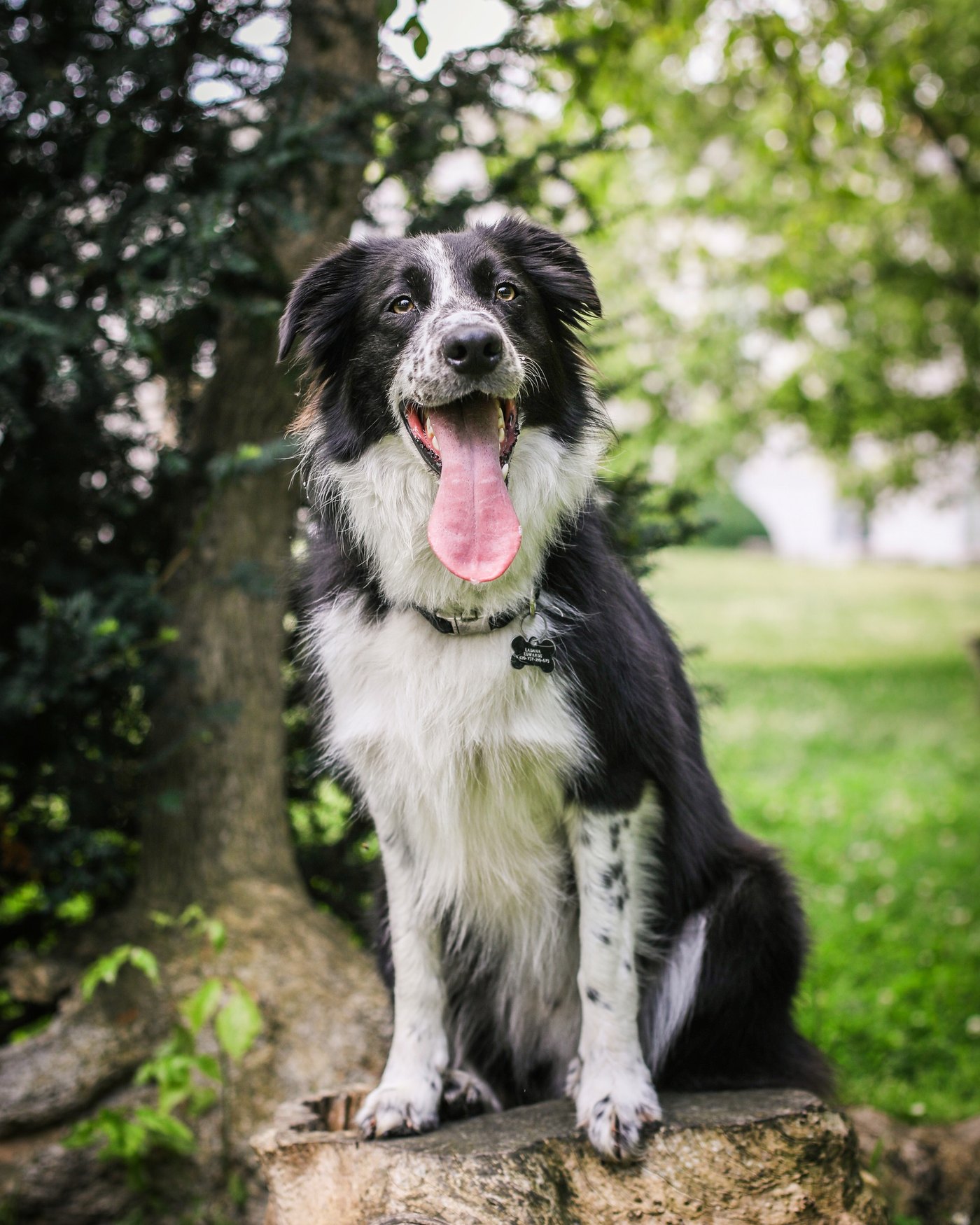 Dog cared for by DOGSITTING.CZ