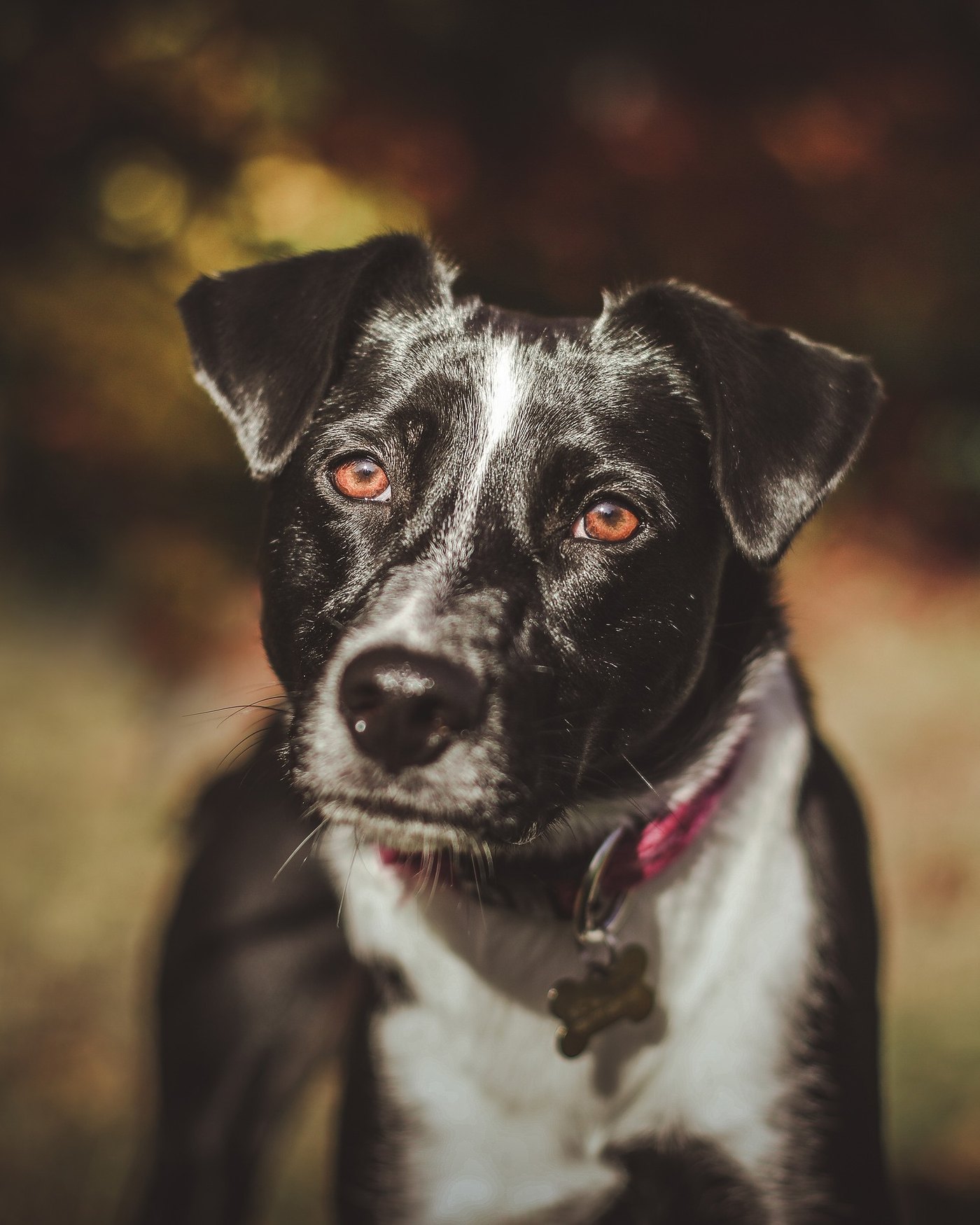 Dog cared for by DOGSITTING.CZ