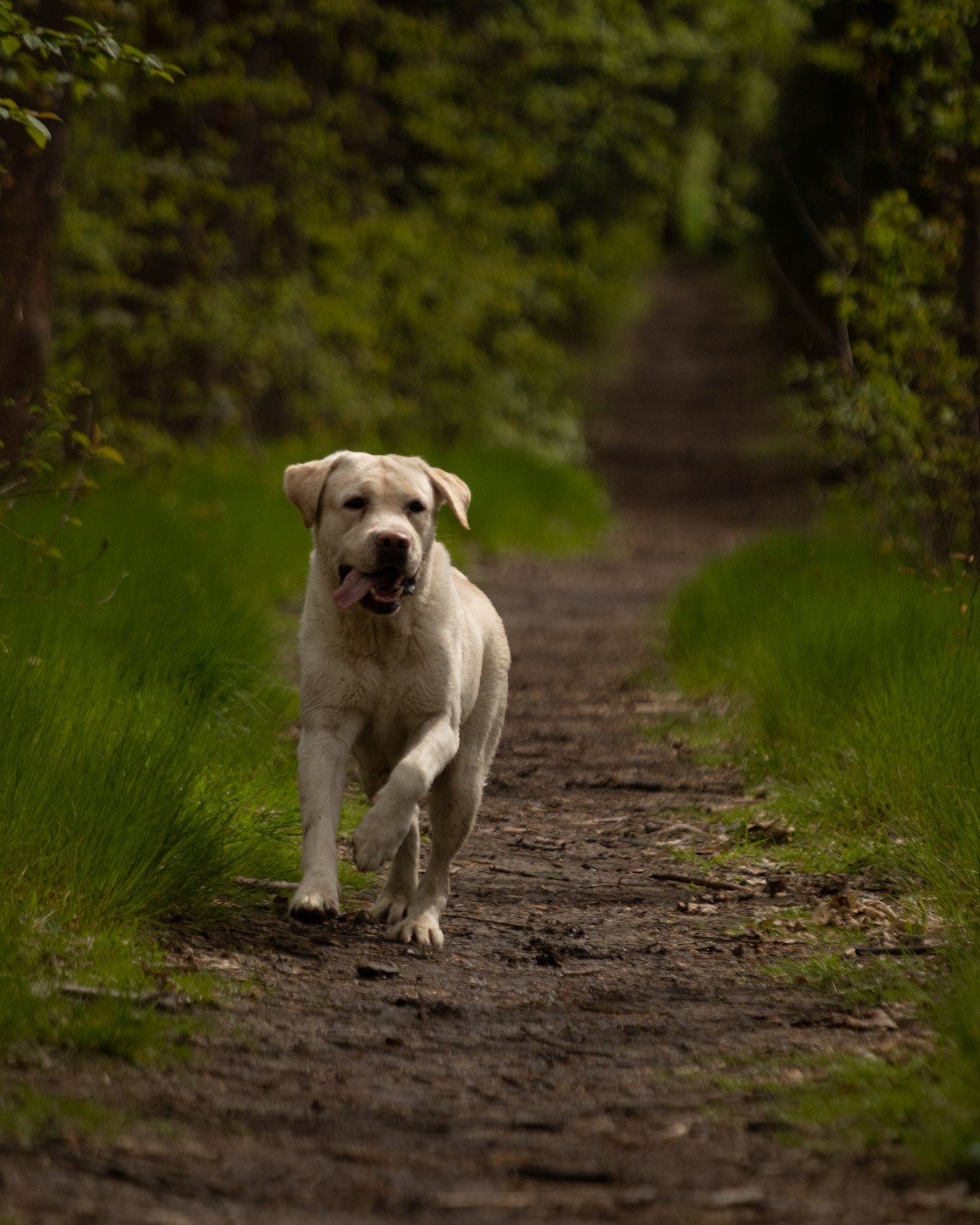 Dog cared for by DOGSITTING.CZ
