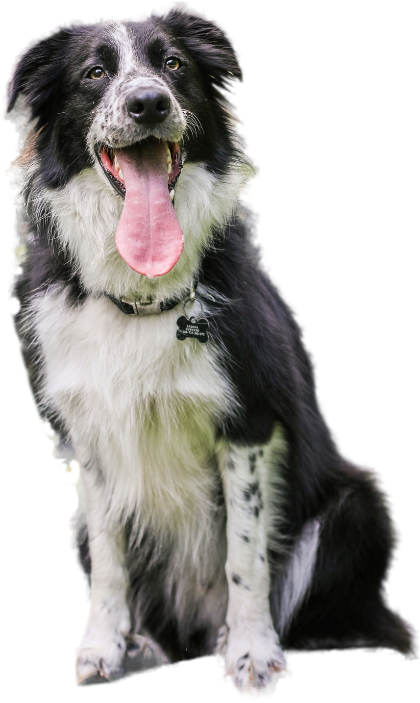 Border collie sitting, tongue out, cared for by DOGSITTING.CZ