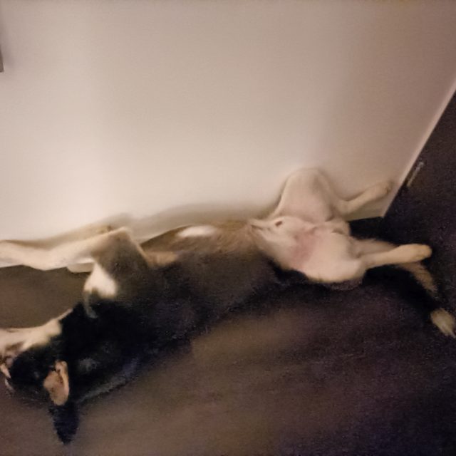 Boris