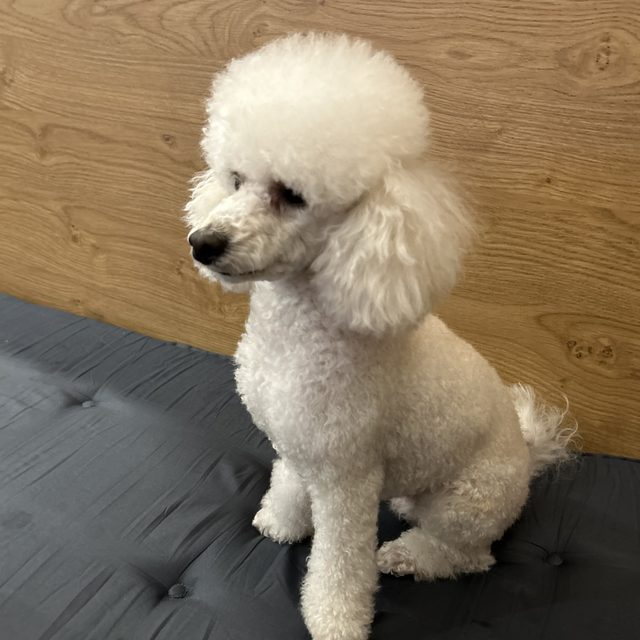 Casper