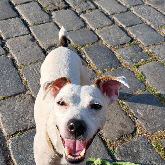 El Chapo
