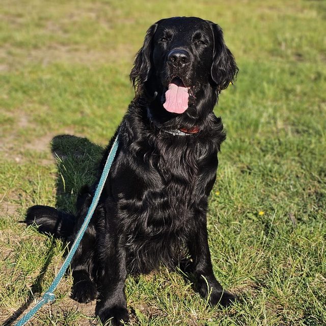 Enzo