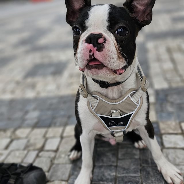 Pivko