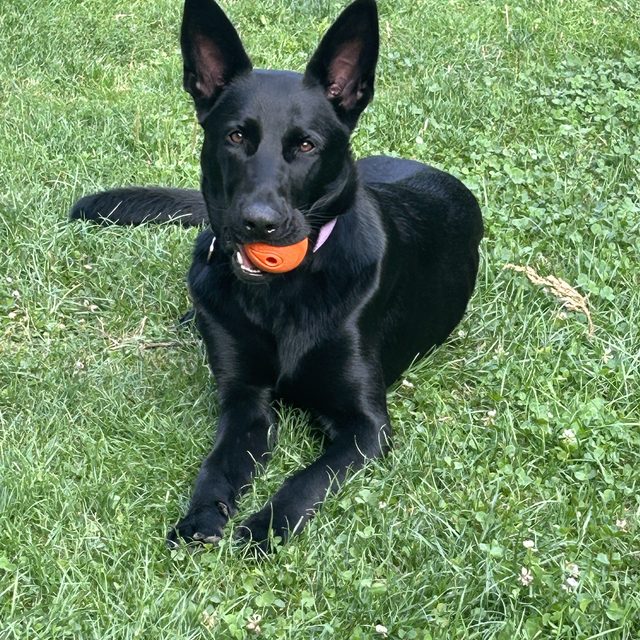 Sadie