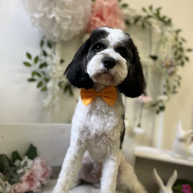 Snoopy