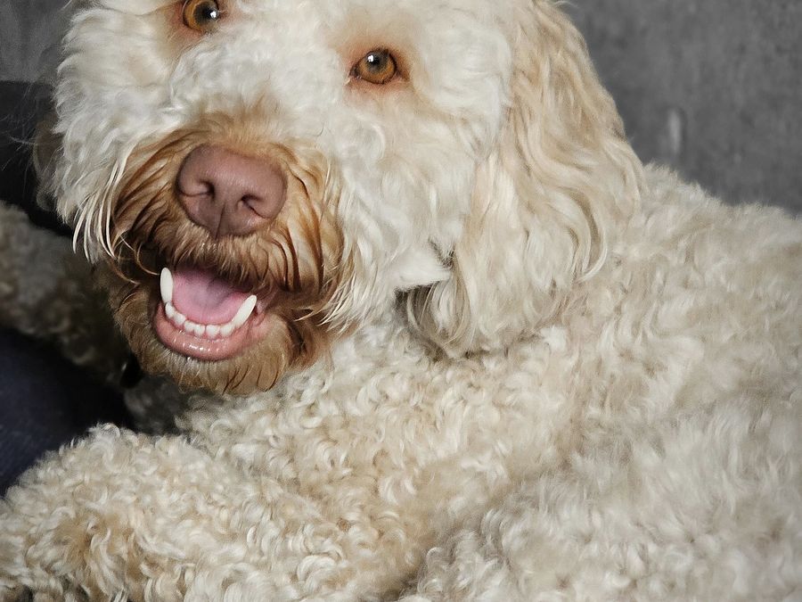 Hlídání přes noc · DOGSITTING.CZ