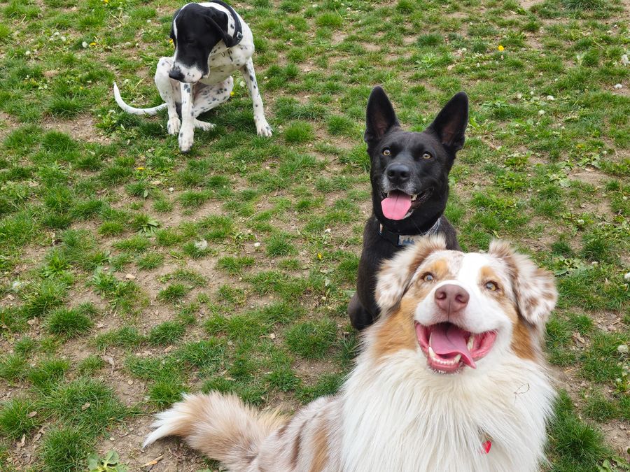 Školka pro psy · DOGSITTING.CZ