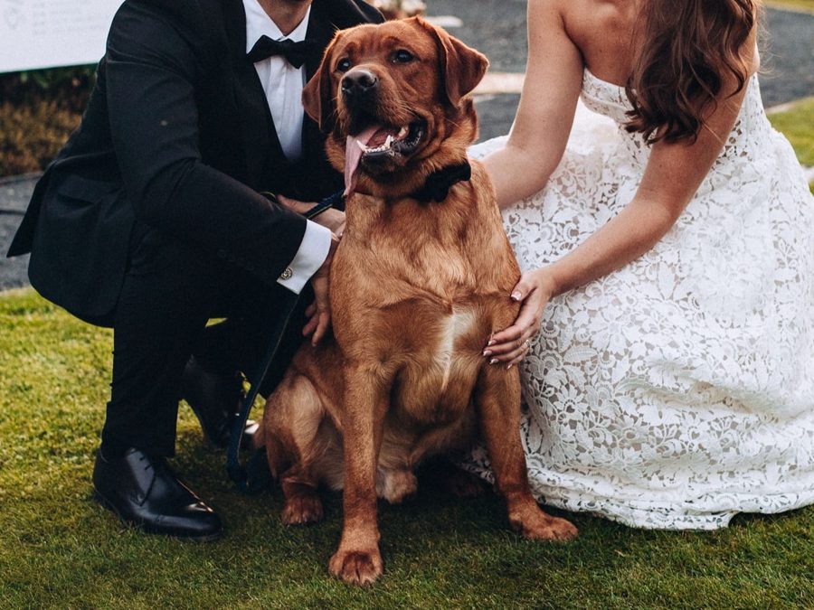 Speciální požadavky · DOGSITTING.CZ