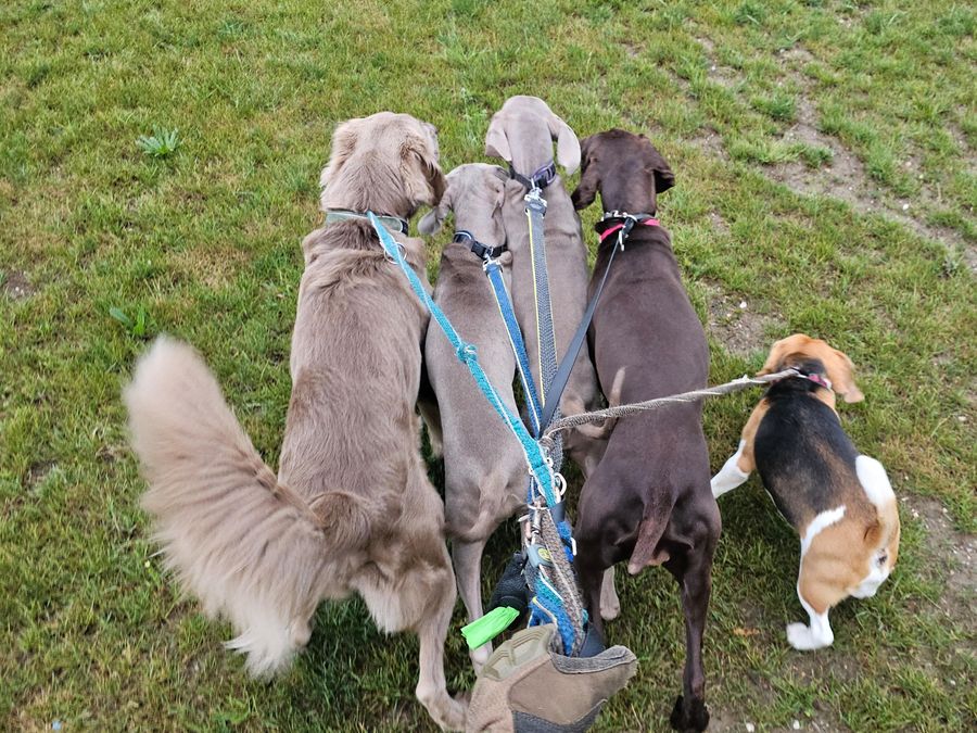 Venčení · DOGSITTING.CZ